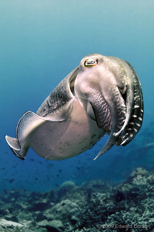 Cuttlefish_2 - ID: 12661431 © Edward Dorson