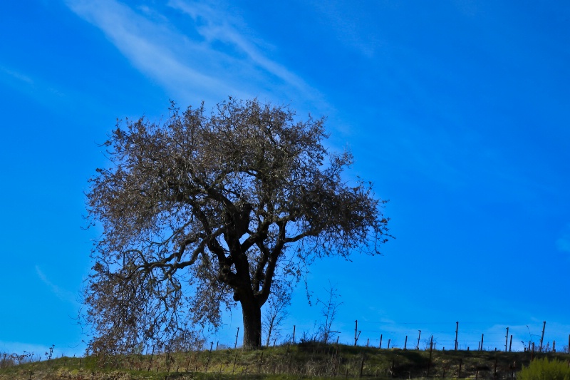 oak with blue sky