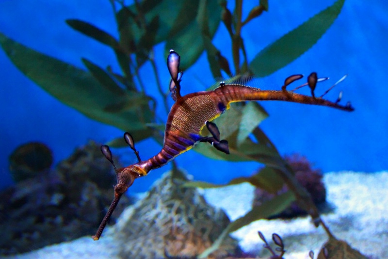 Weedy Sea Dragon