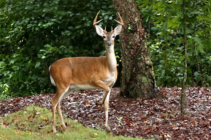 White Tail Buck