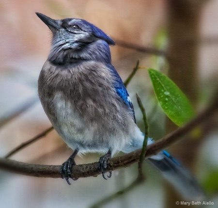 A Proud Blue Jay