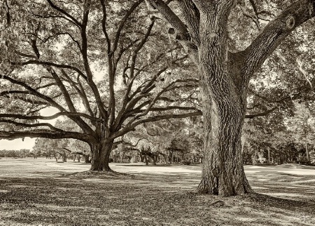 Under The Oaks (Sepia-toned)