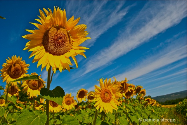 sunflower 1 