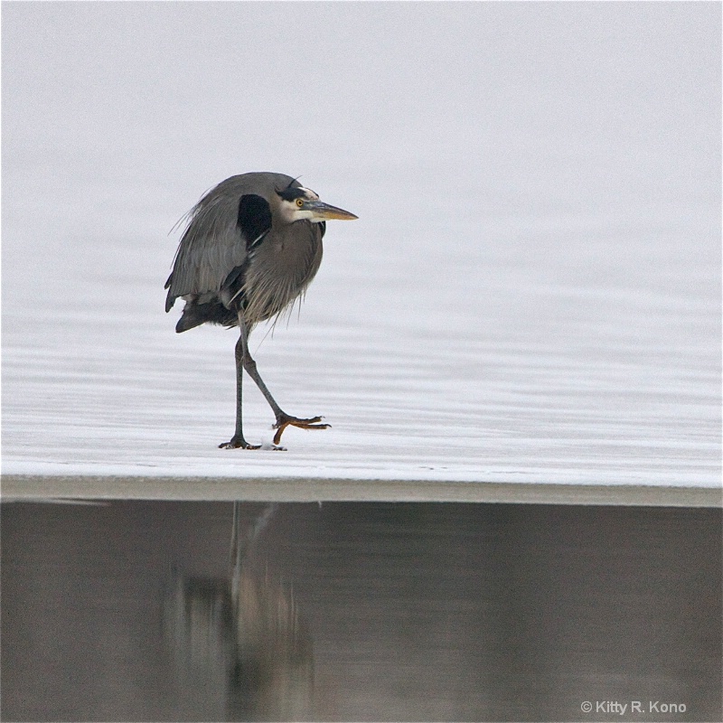 Chilly Blue Heron in Winter Coat