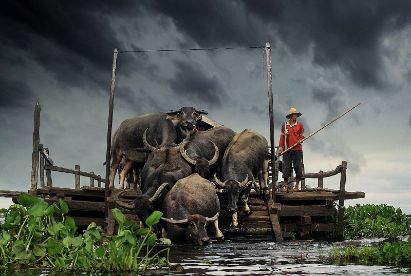 Water Buffalo