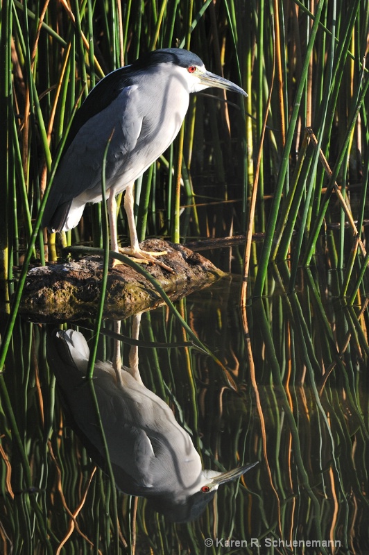 Reflections of a Heron