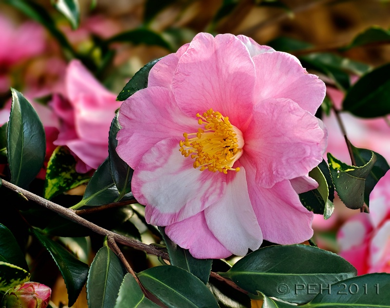 Pink Variegated Camellia