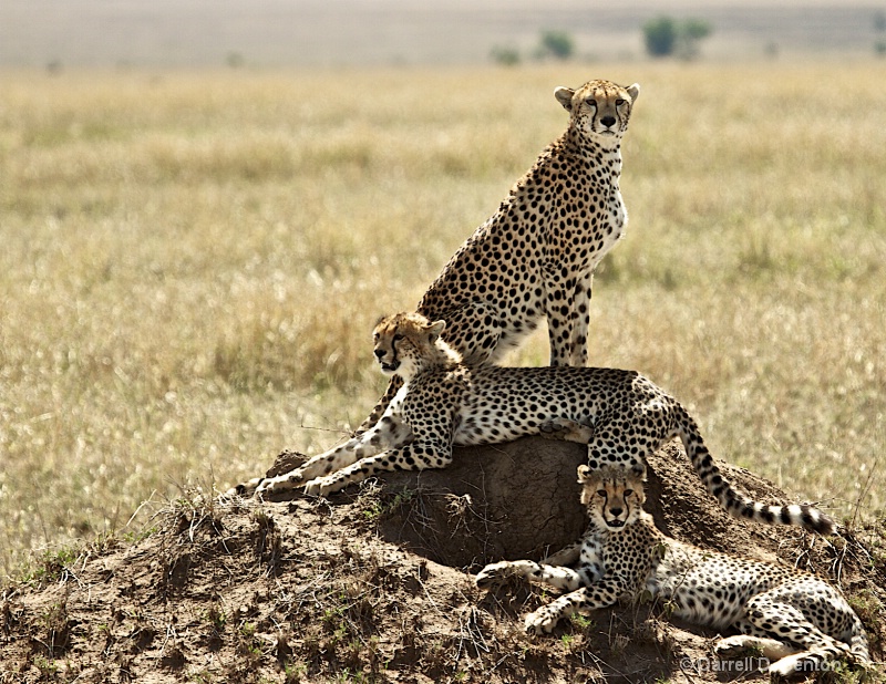 cheetah family- serengeti