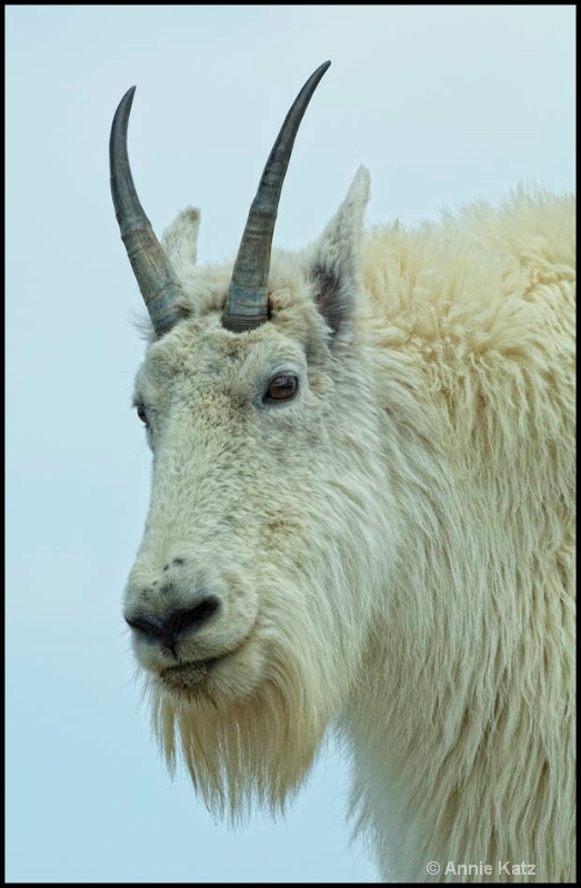 rocky mountain goat - ID: 12666263 © Annie Katz