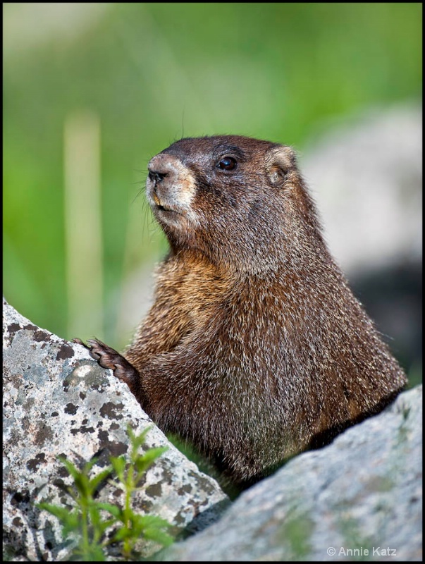 marmot beauty - ID: 12666277 © Annie Katz