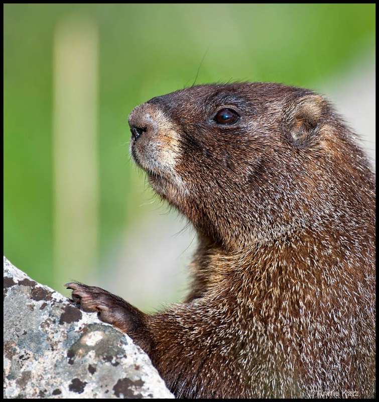 marmot profile - ID: 12666280 © Annie Katz
