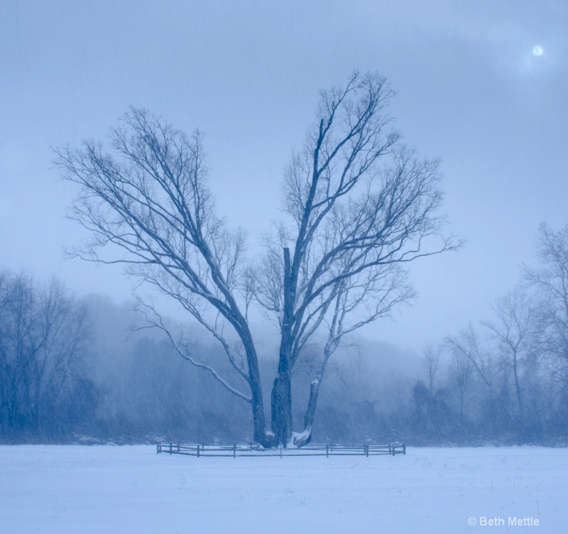 Signal Tree in Winter
