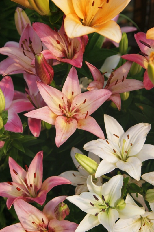 Color of Lilies - Catalog #47