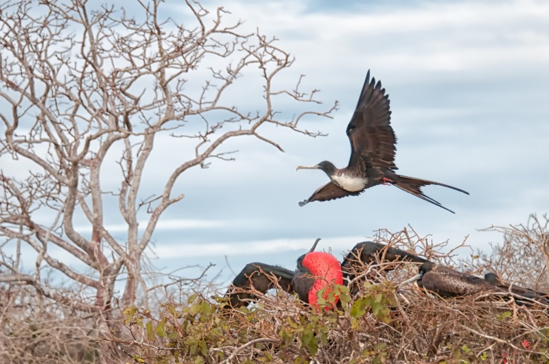 Frigate Bird Mating Display - ID: 12668245 © Bob Miller