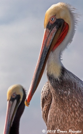 Pair of Pelicans 