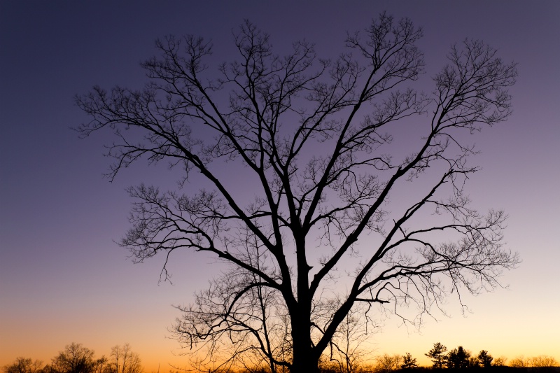 Twilight Colors, Winter Tree Silhouette