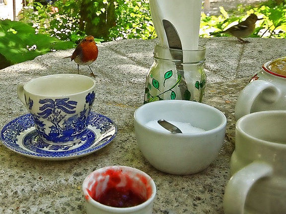 Robin comes to tea.