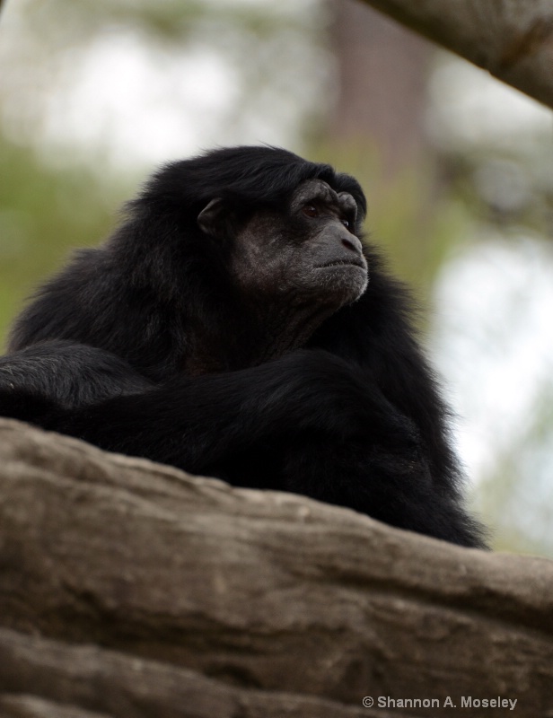 A Gibbon Daydreams