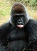 Mike the Gorilla