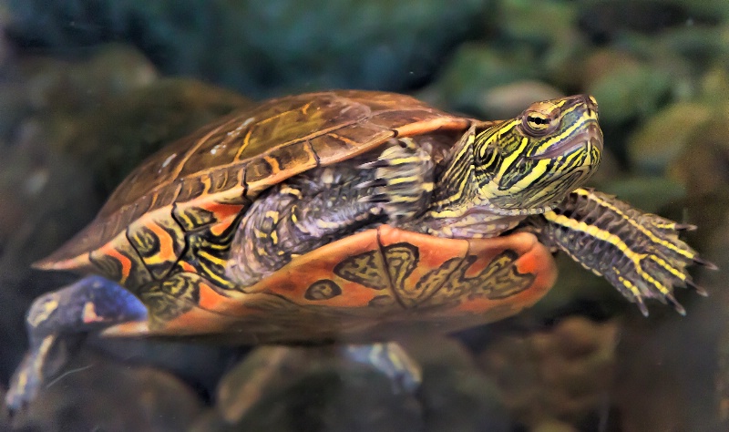 Wild Painted Turtle 