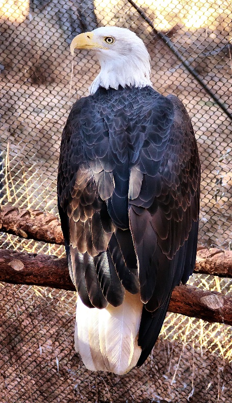 Bald Eagle at the High Desert Museum