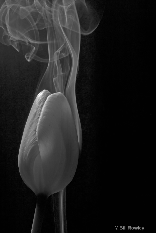 Tulip and Smoke