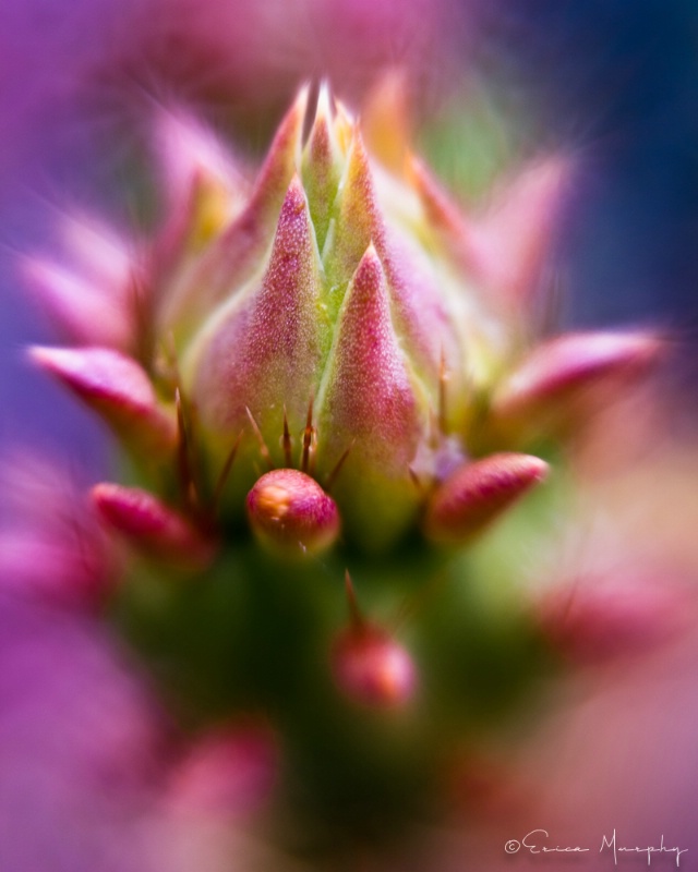 Colorful Cactus Bud