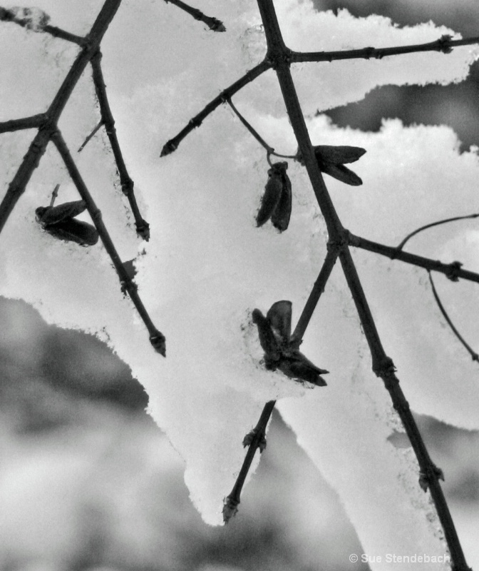Nature in White - ID: 12672660 © Sue P. Stendebach