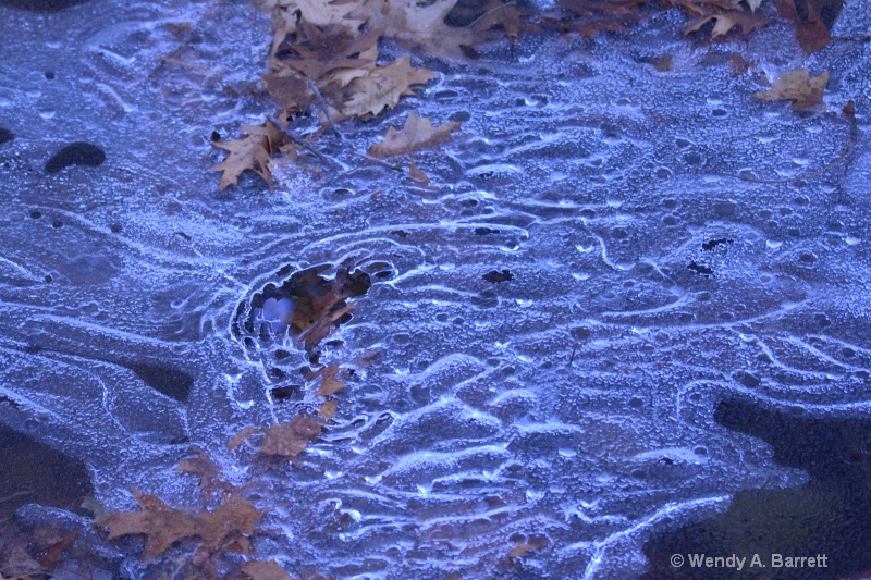 Frozen leaves - ID: 12673194 © Wendy A. Barrett