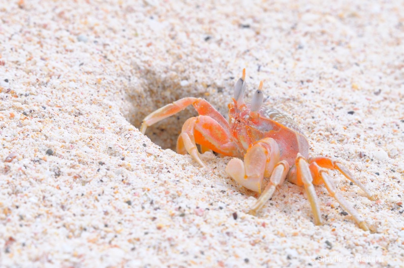 ghost crab and its beach hole - ID: 12673988 © Sibylle G. Mattern