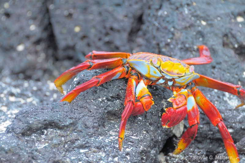 Sally lightfoot crab - ID: 12673997 © Sibylle G. Mattern