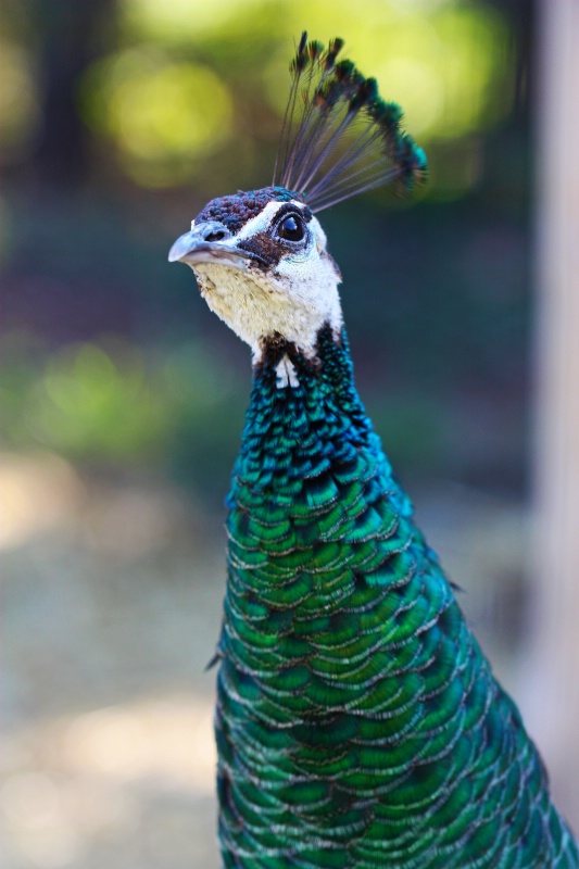 Mother Peacock