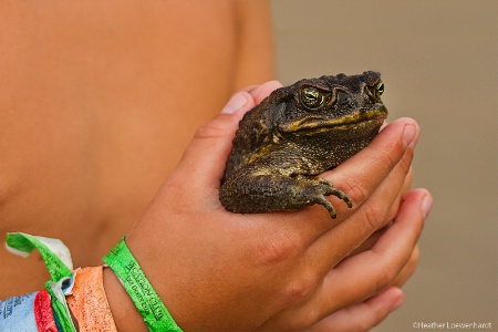 Toadally Catch and Release