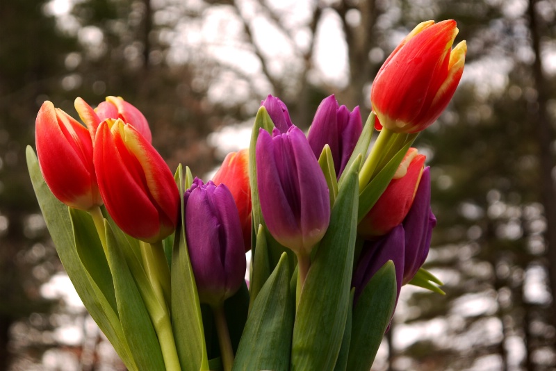 tulip beauty