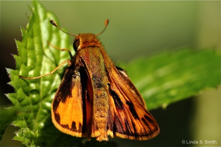 butterfly or moth?