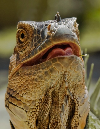 Iguana Smile