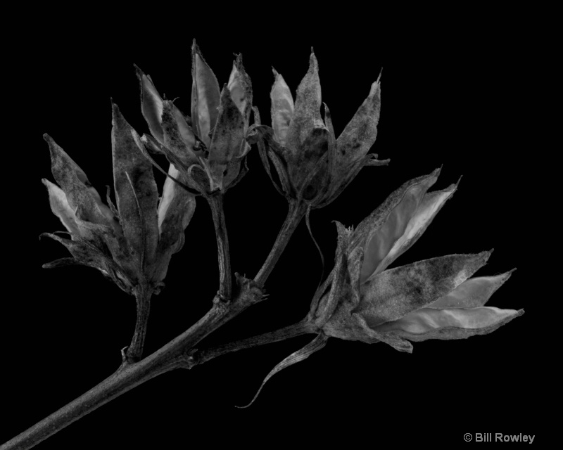 Rose of Sharon Seed Pods