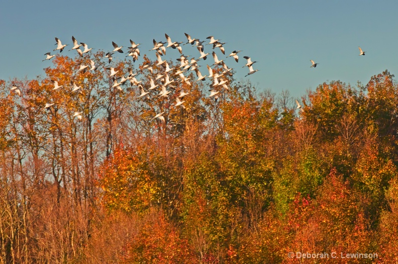 Autumn Migration - ID: 12681383 © Deborah C. Lewinson
