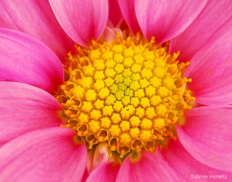 Heart of the Flower - ID: 12681560 © Arnie Horwitz