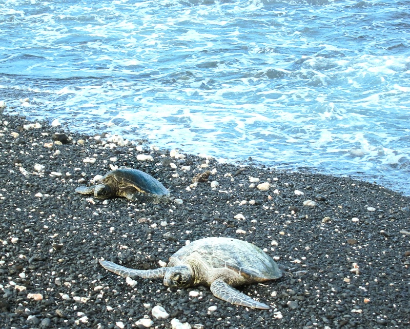 Two Sea Turtles - ID: 12683062 © Karen J. Glenn
