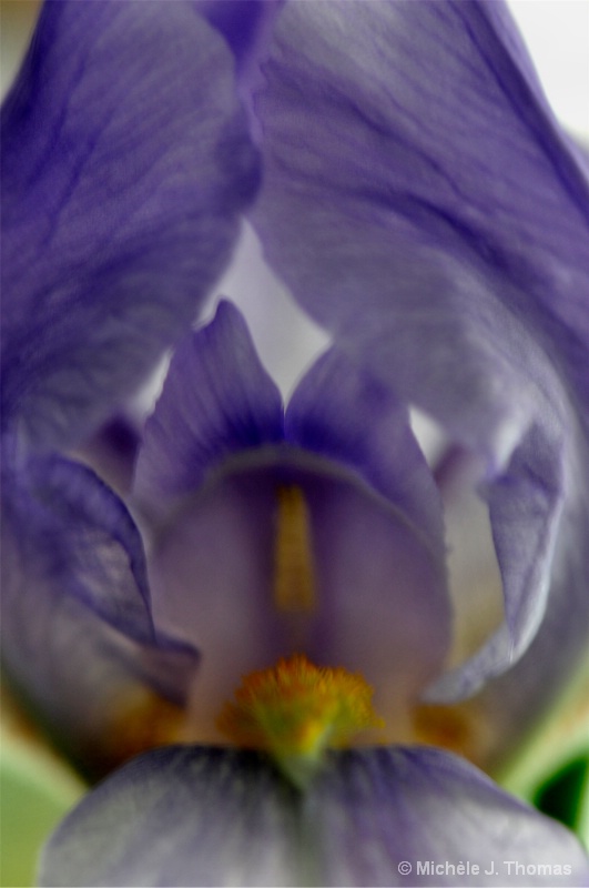 Delicate Iris ! - ID: 12683066 © Michèle J. Thomas