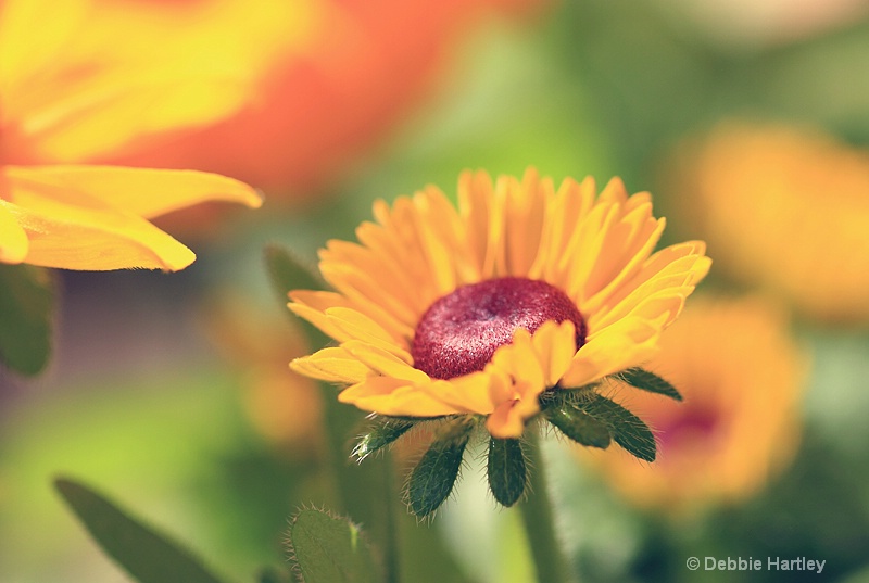 Pretty Flowers - ID: 12683407 © Debbie Hartley