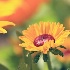 2Pretty Flowers - ID: 12683407 © Debbie Hartley