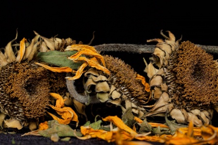 Aged sunflowers