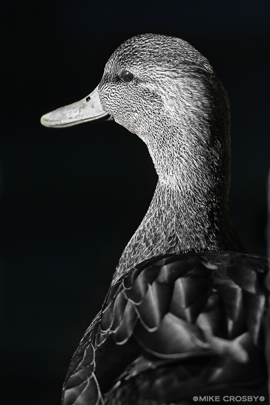 Black & White ~ Duck ~