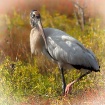 Wood Stork