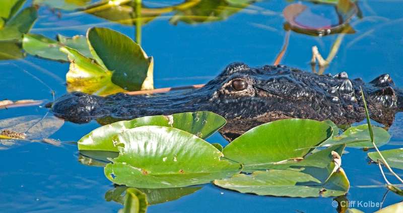 Gator and Lily Pads - ID: 12684702 © Cliff Kolber