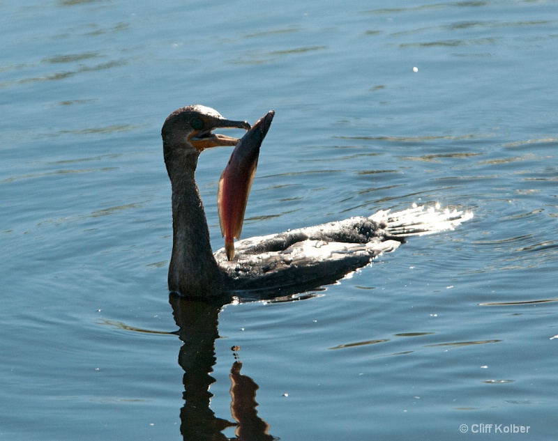 Double Crested Cormorant - ID: 12684704 © Cliff Kolber