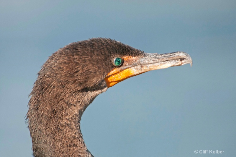 Double Crested Cormorant - ID: 12684707 © Cliff Kolber