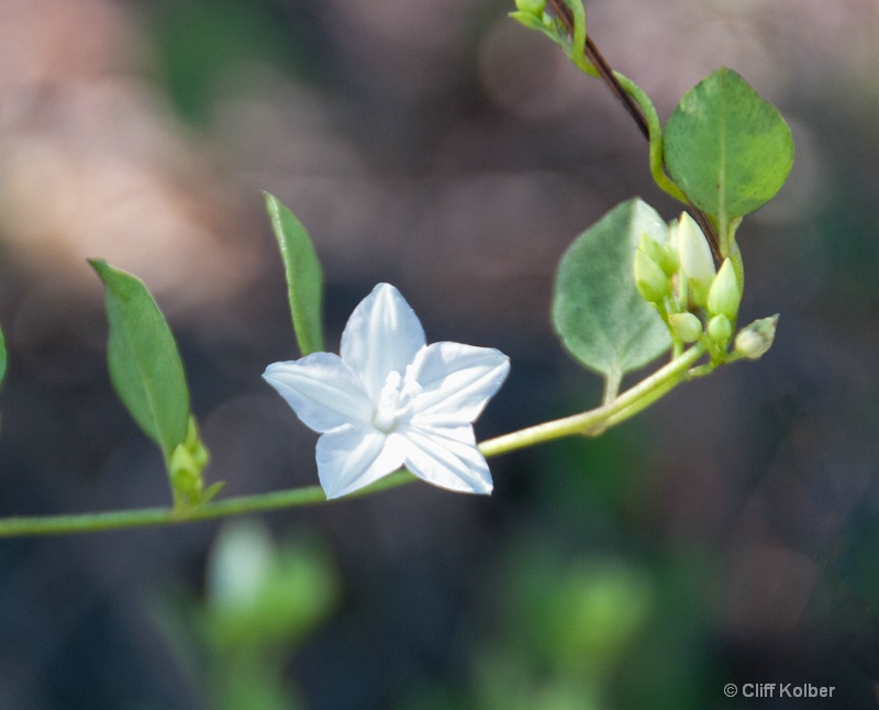Pineland Jacquemontia Flower - ID: 12684712 © Cliff Kolber